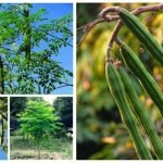 drumstick-plant-picture