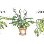 Over-Watered-Under-Watered-Houseplants