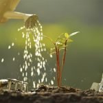 how-to-water-plants-when-on-holiday