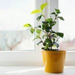 indoor-plant-in-direct-sunlight