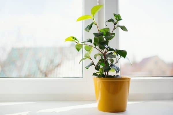 Indoor Plants Direct Sunlight