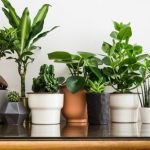 indoor-plants-list
