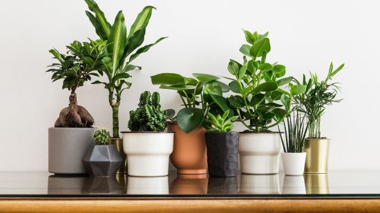 List of indoor plants