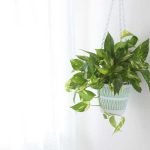 hanging-plants-decorchamp