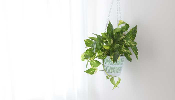 hanging plants for home