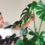 propagate-swiss-cheese-plant-indoor