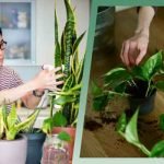 swiss-cheese-plant-care