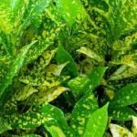 croton-dust-gold-plants-india