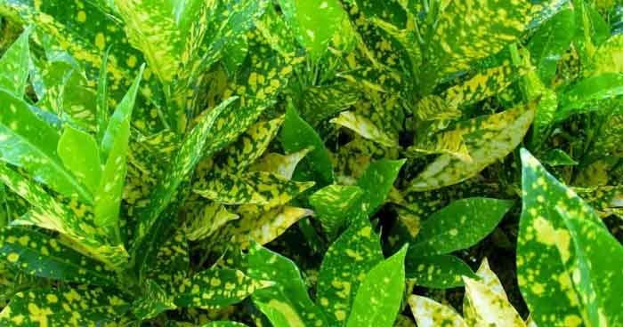 croton dust gold plants india