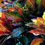 croton-petra-plant-india