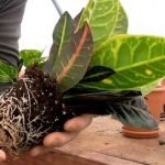 croton-plant-care