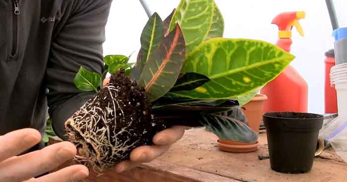 Croton Plants Growth and Care