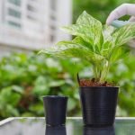 money-plant-benefits