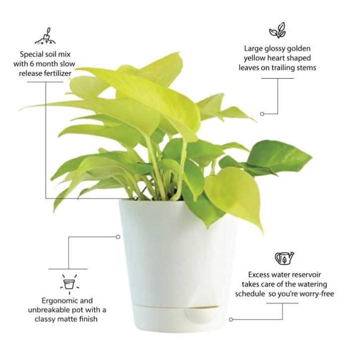 Money Plant: Benefits of Money Plant, Types, Care & How to Grow