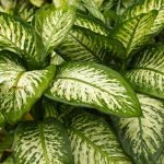 Dieffenbachia-Exotica-Plant-Growing-Indoors
