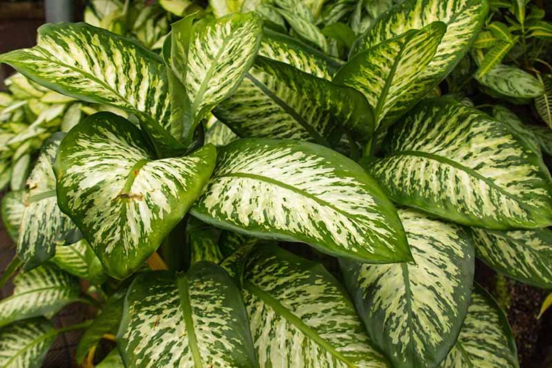 Growing dieffenbachia exotica