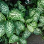 Dieffenbachia_seguine