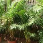 areca-palm-benefits