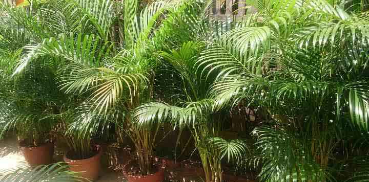 areca palm plant benefits