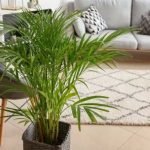 areca palm plant benefits