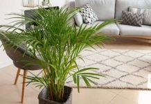 areca palm plant benefits