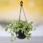 artificial-money-plant-decoration