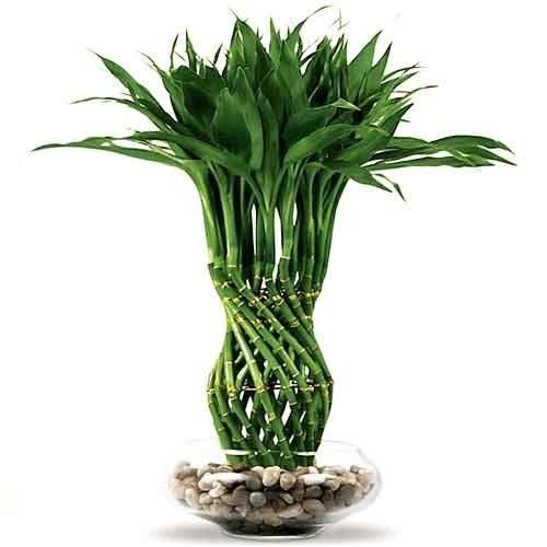 Caring a bamboo plant