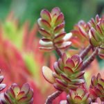 california-red-tip-jade-plant