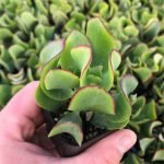 crassula-arborescens-jade-plant