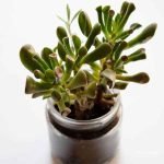 crassula-ovata-bronze-beauty-jade
