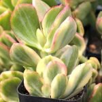 crassula-ovata-tricolor