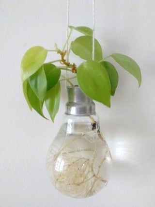 Money plant in glass bulb decoration