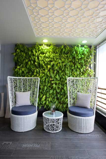 Grow money plant on wall climbing