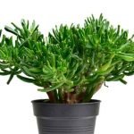 hobbit-jade-plant-benefits