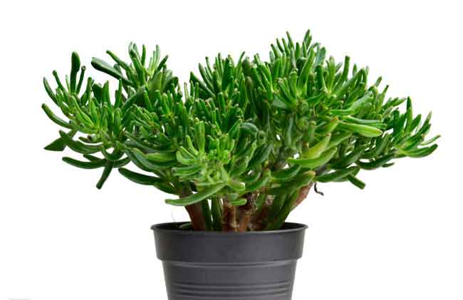 Hobbit Jade Plant Benefits