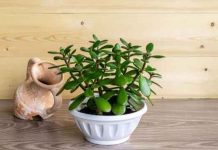Jade Plant Benefits and Care