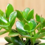jade-plants-and-its-benefits