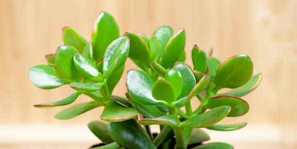 Jade plant and its benefits