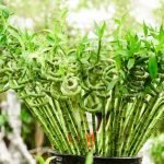 lucky-bamboo-plant