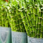 bamboo plant for home