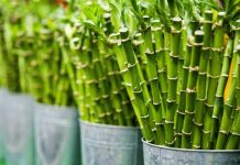 bamboo plant for home