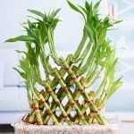 lucky-bamboo-plant-care