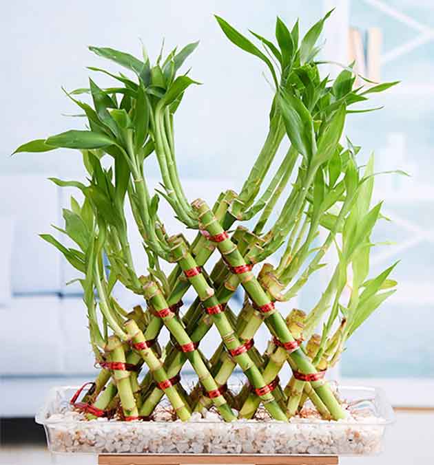 lucky bamboo plant care