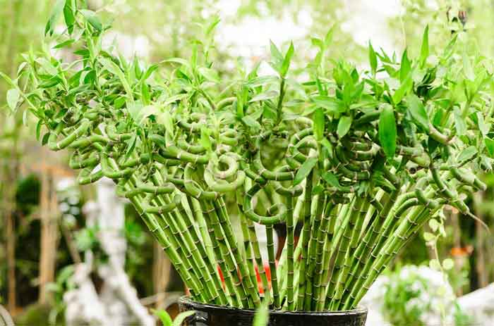 lucky bamboo plant benefits