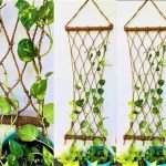 money-plant-climbing-on-wall