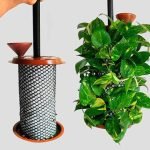 money-plant-decoration