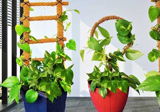 Money Plant Decoration Ideas For Artificial Real Plants - Artificial Money Plant Decoration Ideas