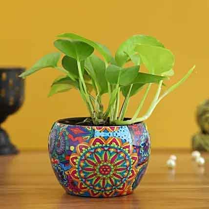 Colourful Pot Money Plant