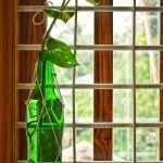 moneyplant-glass-bottlestand