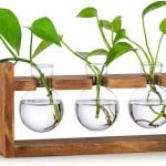 moneyplant-in-glass-flask-stand